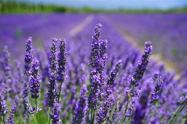 Gambar lavender ungu yang indah 