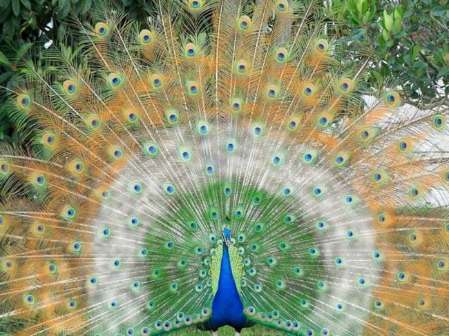 Imagini de păun - Cele mai frumoase păsări din lume
