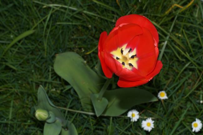 Kombinieren Sie Bilder der schönsten roten Lilien