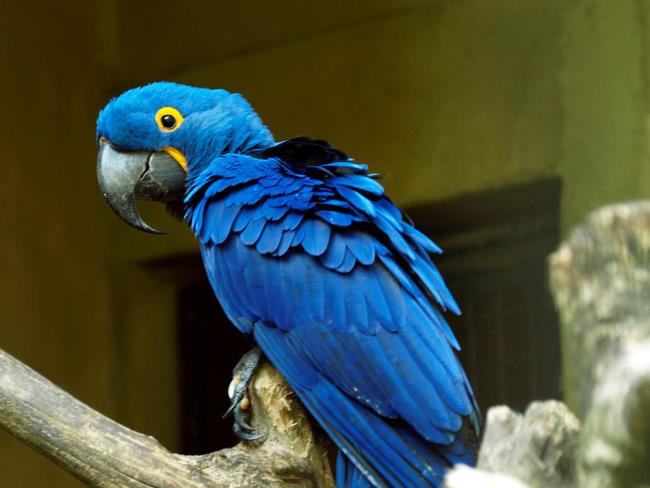 Fotografii Macawoo Hyacinth Macaw - Cele mai frumoase păsări din lume
