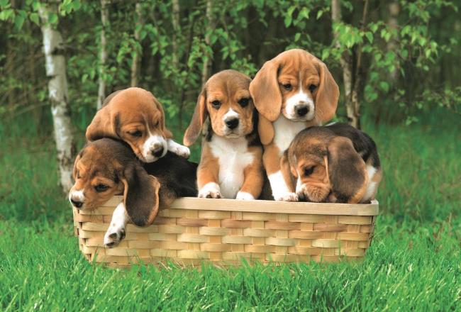 Sammlung der schönsten Beagle-Bilder