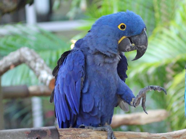 صور Macawoo Hyacinth Macaw - أجمل الطيور في العالم