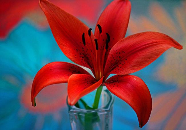 Menggabungkan gambar bunga lili merah yang paling indah
