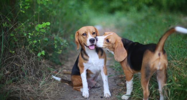 Koleksi gambar Beagle paling indah