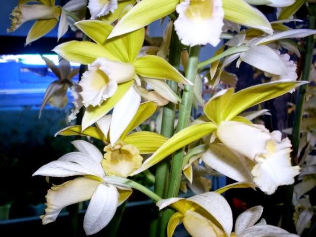 Combiner des images des plus belles orchidées Cymbidium