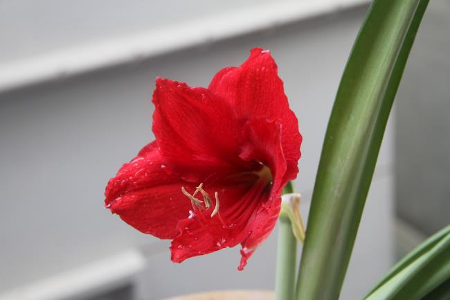 Łącząc zdjęcia najpiękniejszych czerwonych lilii
