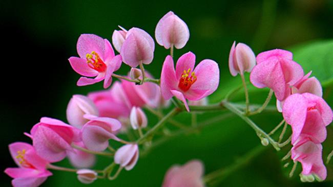 美しいピンクのチゴンの花の写真