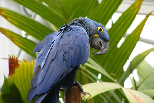 तस्वीरें Macawoo Hyacinth Macaw - दुनिया में सबसे सुंदर पक्षी