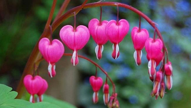 Pictures of beautiful pink tigon flowers