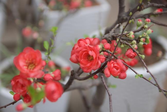 सबसे सुंदर लाल खुबानी फूलों का सारांश