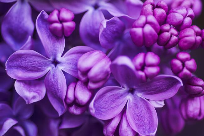 Łącząc zdjęcia najpiękniejszych kwiatów bzu