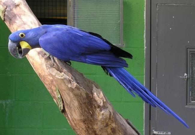 Foto Macawoo Hyacinth Macaw - Unggas paling indah di dunia