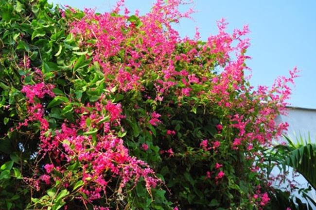 Fotos de hermosas flores de tigón rosa