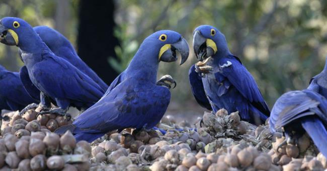 तस्वीरें Macawoo Hyacinth Macaw - दुनिया में सबसे सुंदर पक्षी