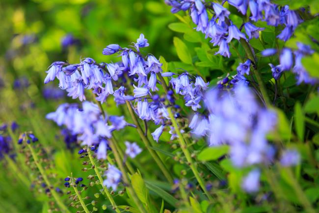 सबसे सुंदर नीले बेल फूलों का संग्रह