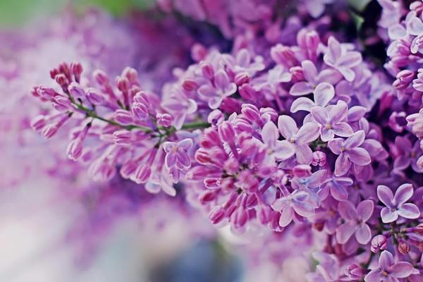 Combinando imagens das mais lindas flores lilás