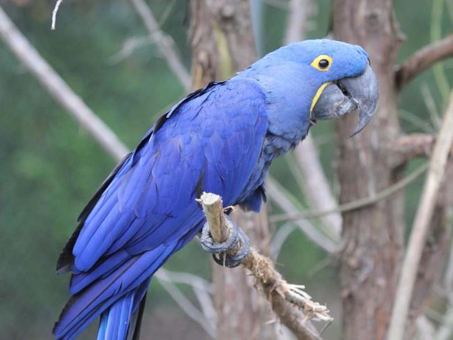 Фотографии Macawoo Hyacinth Macaw - Топ самых красивых птиц в мире
