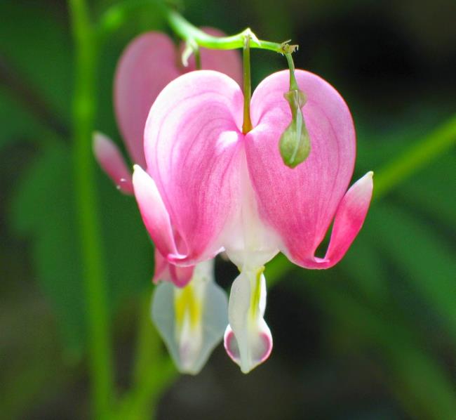 美しいピンクのチゴンの花の写真