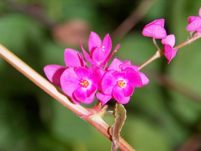 Bilder von schönen rosa Tigonblumen