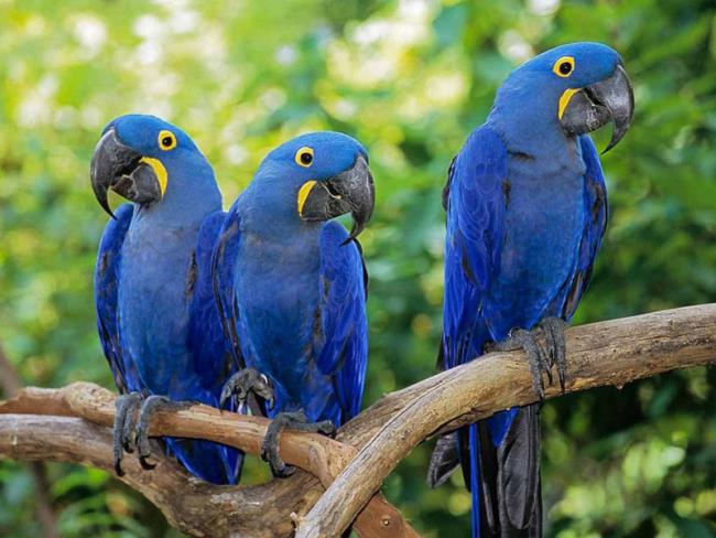 Foto Macawoo Hyacinth Macaw - Unggas paling indah di dunia