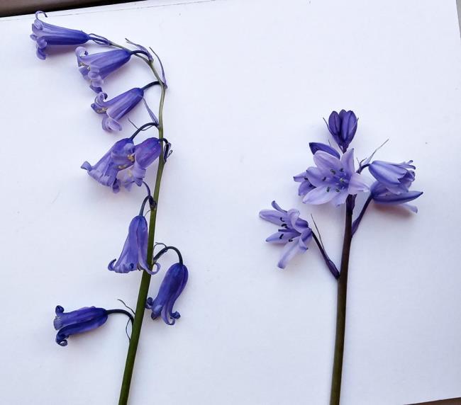 Coleção das mais belas flores de sino azul