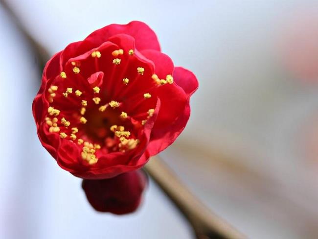 ملخص أجمل زهور المشمش الحمراء