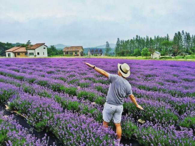 Prachtige foto's van Dalat lavendel