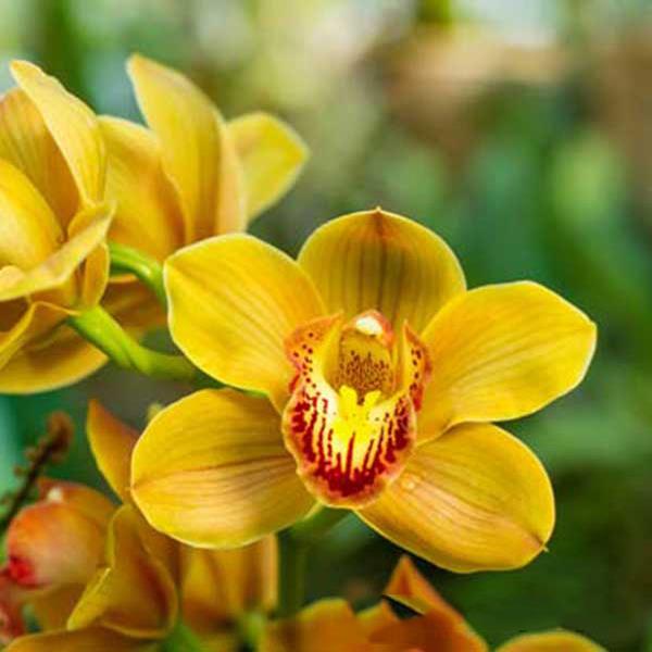Combining images of the most beautiful Cymbidium orchids