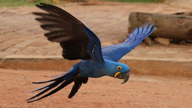 Fotografii Macawoo Hyacinth Macaw - Cele mai frumoase păsări din lume