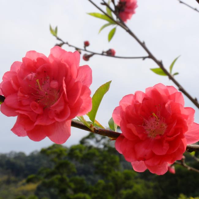 Resumo das mais belas flores de damasco vermelhas
