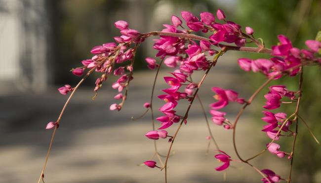 美しいピンクのチゴンの花の写真