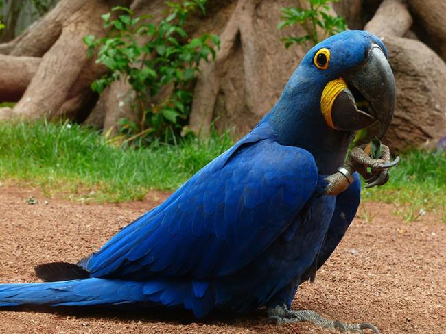 Fotos Macawoo Hyacinth Macaw - Die schönsten Vögel der Welt