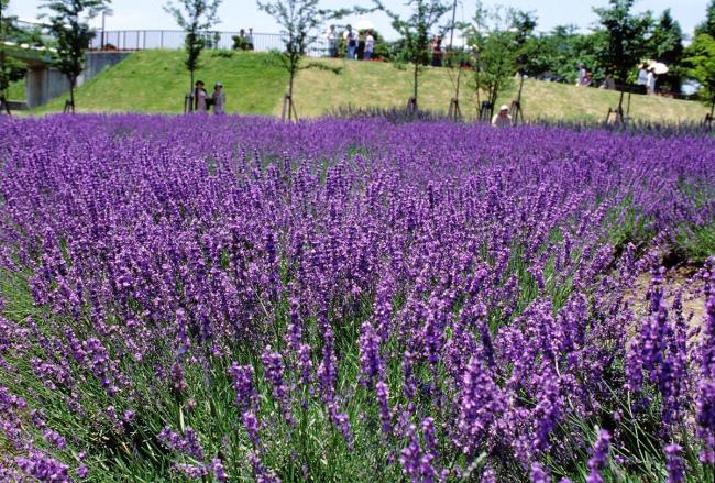 Gambar cantik Dalat lavender