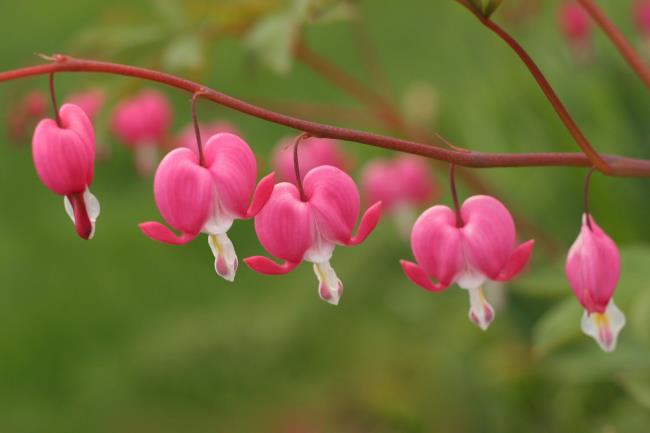 美しいピンクのチゴンの花の写真