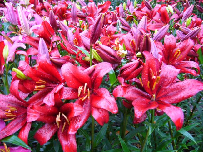 Menggabungkan gambar bunga lili merah yang paling indah