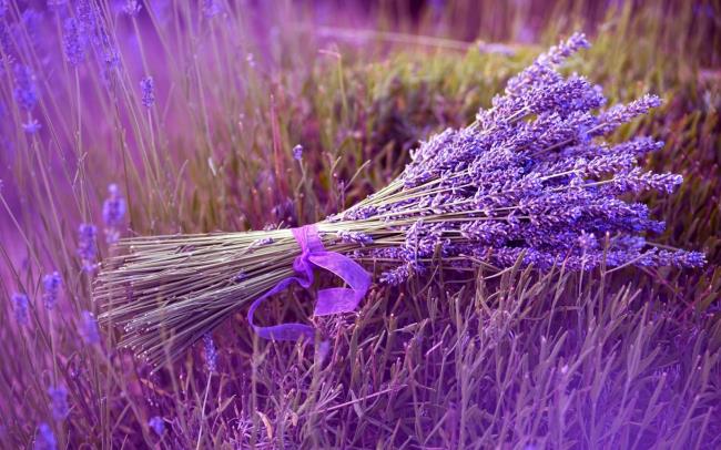Schöne Bilder von Dalat Lavendel