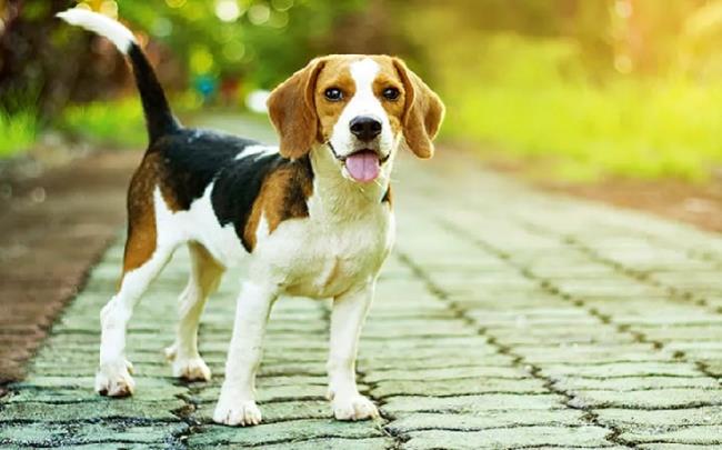 Colección de las más bellas imágenes de Beagle
