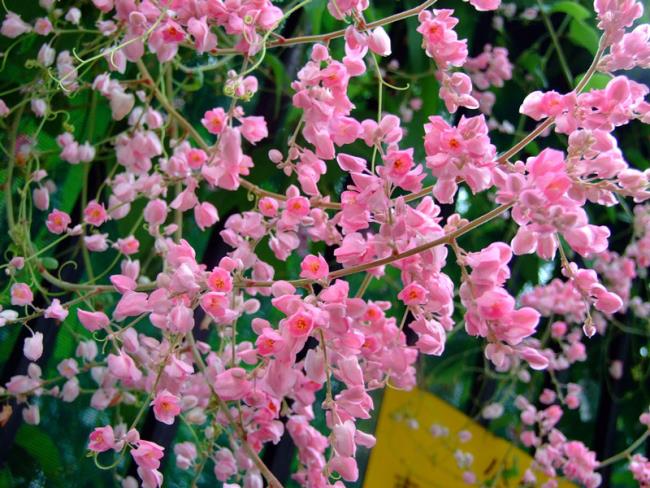 Photos de belles fleurs roses tigon