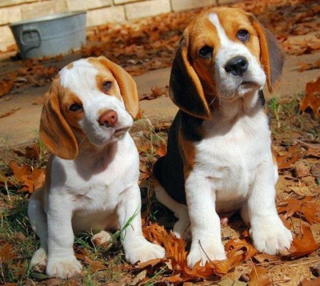 Colecție de cele mai frumoase imagini Beagle