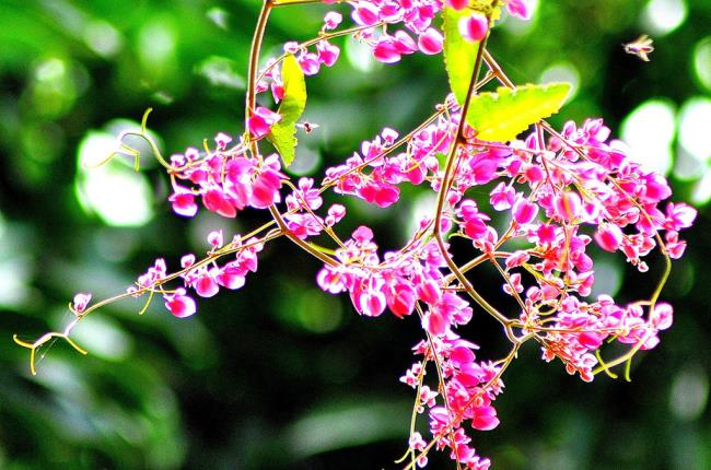 美しいピンクのチゴンの花の写真