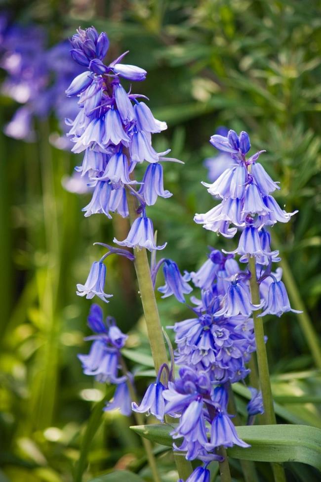 सबसे सुंदर नीले बेल फूलों का संग्रह