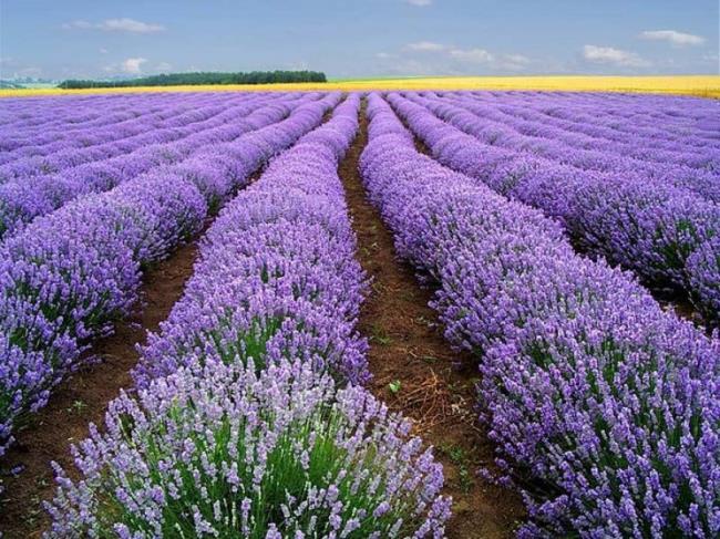 Prachtige foto's van Dalat lavendel
