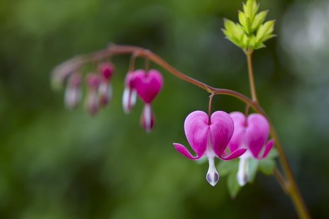 Pictures of beautiful pink tigon flowers