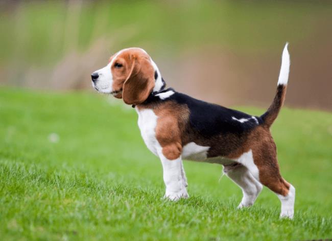 Collection des plus belles images Beagle