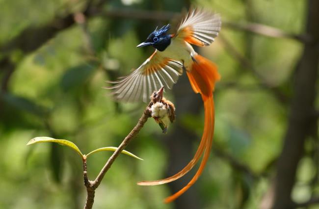 नीले आकाश के पक्षियों की छवियां - दुनिया में शीर्ष सबसे सुंदर पक्षी