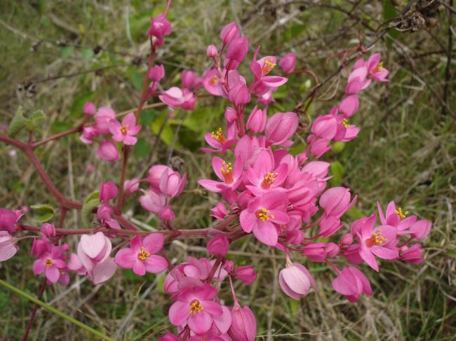 Fotos de hermosas flores de tigón rosa