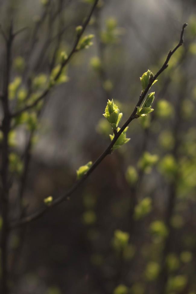 Résumé de belles photos de bourgeons verts germant des bourgeons