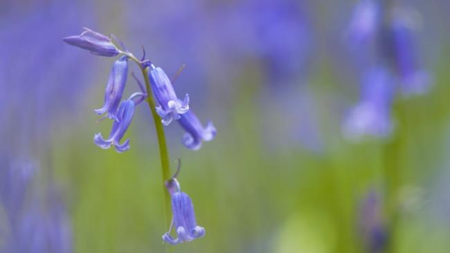 Sammlung der schönsten blauen Glockenblumen