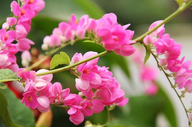 Imagens de lindas flores de tigre rosa