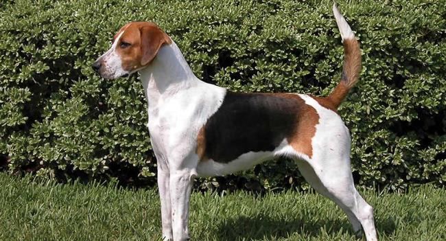 Colección de las más bellas imágenes de Beagle